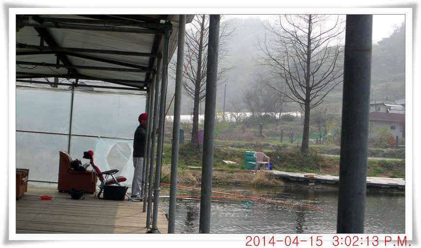 충남 아산 월선낚시터 4월 15일자 조황정보 (유료터정보 - 유료터점주조황)