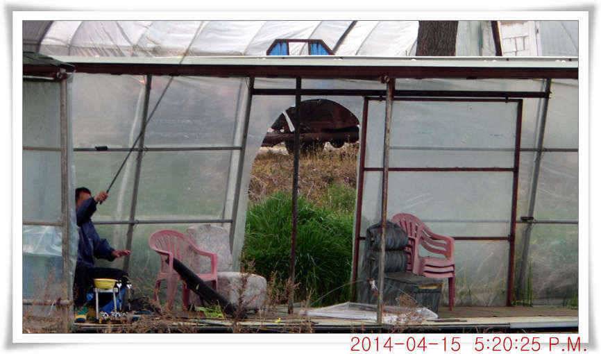 충남 아산 월선낚시터 4월 15일자 조황정보 (유료터정보 - 유료터점주조황)