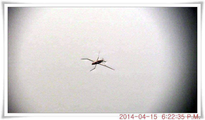 충남 아산 월선낚시터 4월 15일자 조황정보 (유료터정보 - 유료터점주조황)