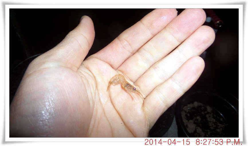 충남 아산 월선낚시터 4월 15일자 조황정보 (유료터정보 - 유료터점주조황)