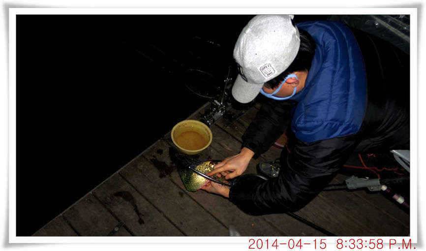 충남 아산 월선낚시터 4월 15일자 조황정보 (유료터정보 - 유료터점주조황)