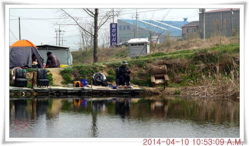 충남 아산 월선낚시터 4월 10일자 조황정보 (유료터정보 - 유료터점주조황)