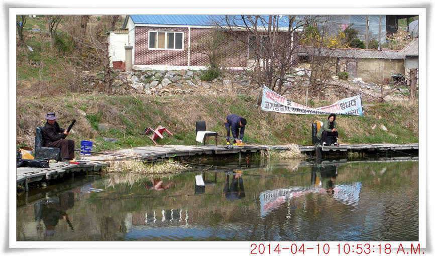 충남 아산 월선낚시터 4월 10일자 조황정보 (유료터정보 - 유료터점주조황)