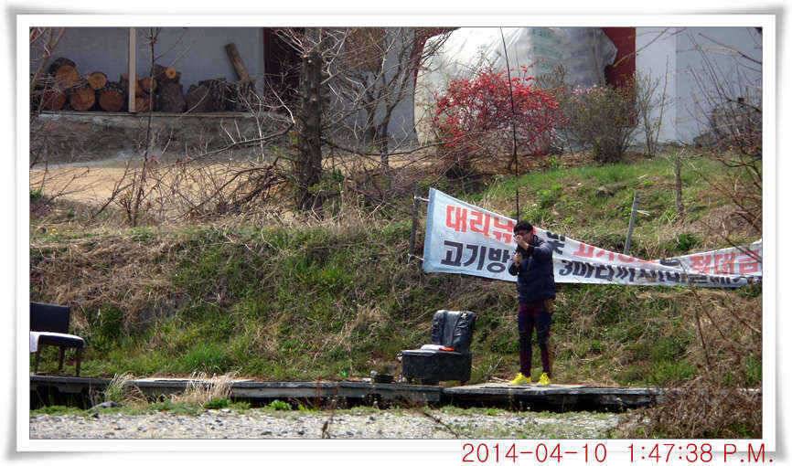 충남 아산 월선낚시터 4월 10일자 조황정보 (유료터정보 - 유료터점주조황)