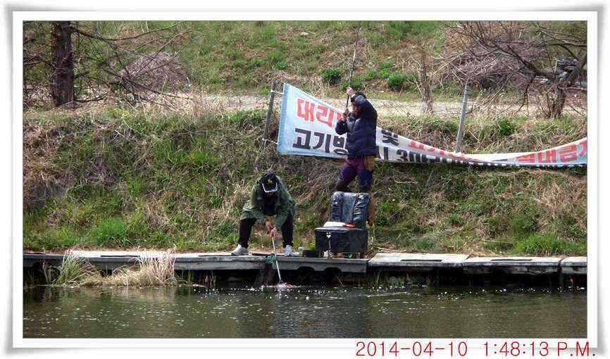 충남 아산 월선낚시터 4월 10일자 조황정보 (유료터정보 - 유료터점주조황)