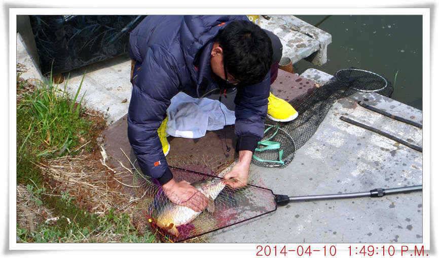 충남 아산 월선낚시터 4월 10일자 조황정보 (유료터정보 - 유료터점주조황)
