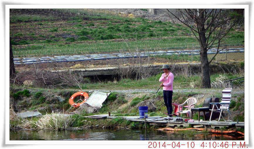 충남 아산 월선낚시터 4월 10일자 조황정보 (유료터정보 - 유료터점주조황)