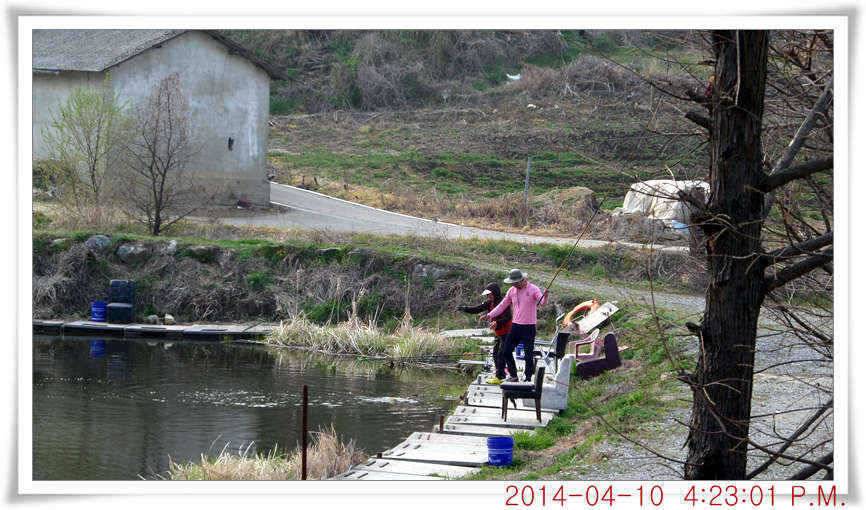 충남 아산 월선낚시터 4월 10일자 조황정보 (유료터정보 - 유료터점주조황)