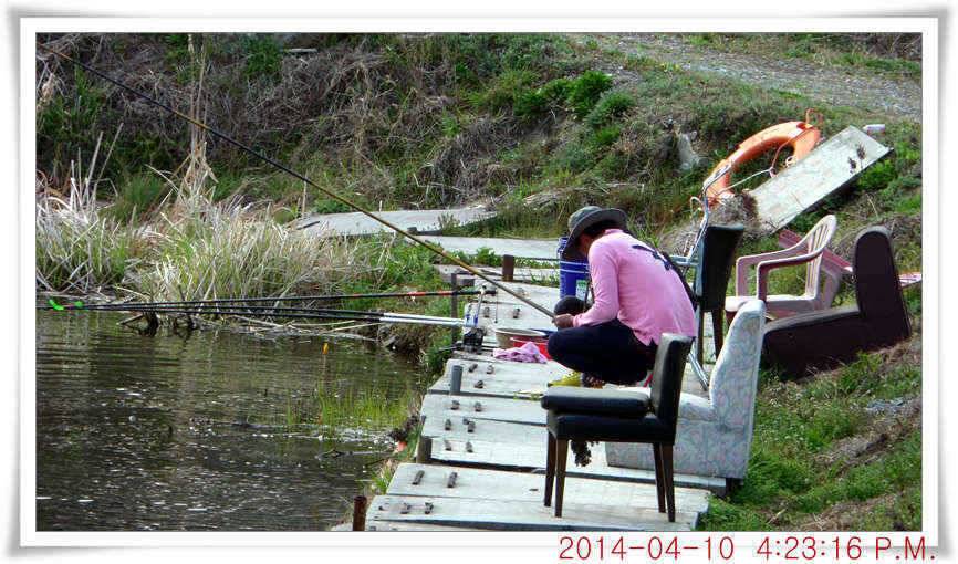 충남 아산 월선낚시터 4월 10일자 조황정보 (유료터정보 - 유료터점주조황)