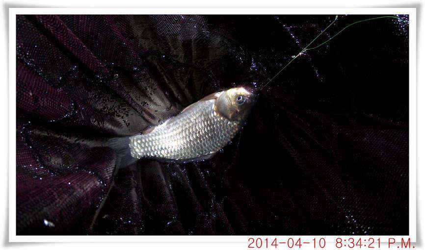 충남 아산 월선낚시터 4월 10일자 조황정보 (유료터정보 - 유료터점주조황)