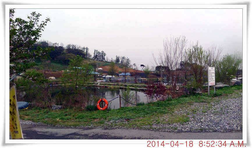 충남 아산 월선낚시터 4월 18일자 조황정보 (유료터정보 - 유료터점주조황)
