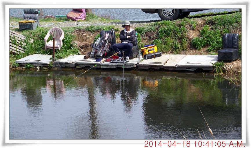 충남 아산 월선낚시터 4월 18일자 조황정보 (유료터정보 - 유료터점주조황)