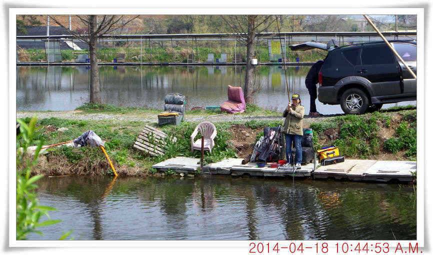 충남 아산 월선낚시터 4월 18일자 조황정보 (유료터정보 - 유료터점주조황)