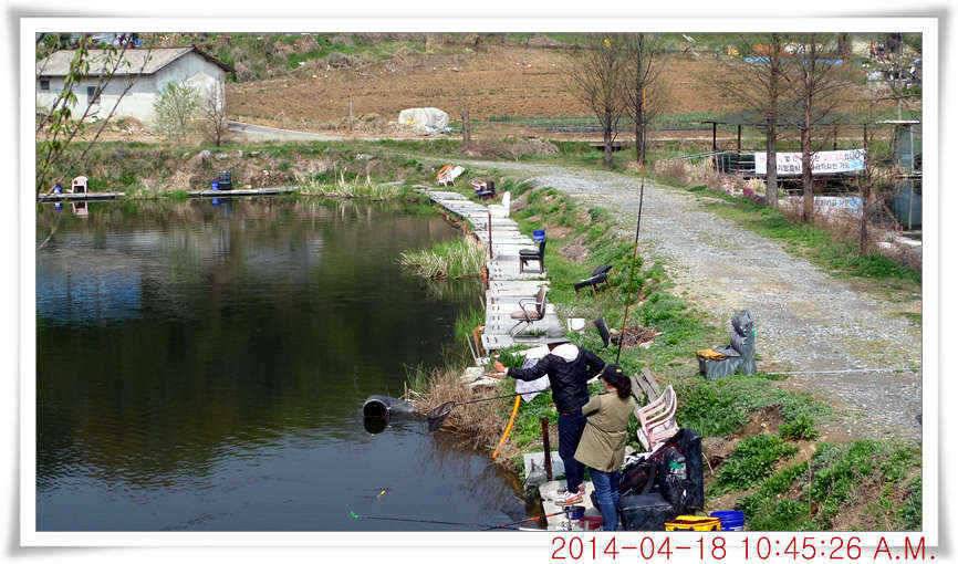 충남 아산 월선낚시터 4월 18일자 조황정보 (유료터정보 - 유료터점주조황)
