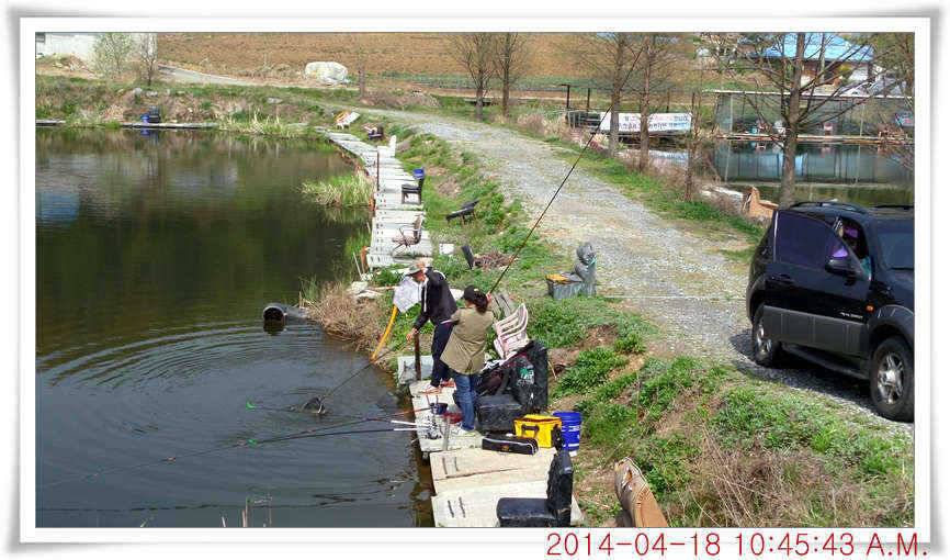 충남 아산 월선낚시터 4월 18일자 조황정보 (유료터정보 - 유료터점주조황)