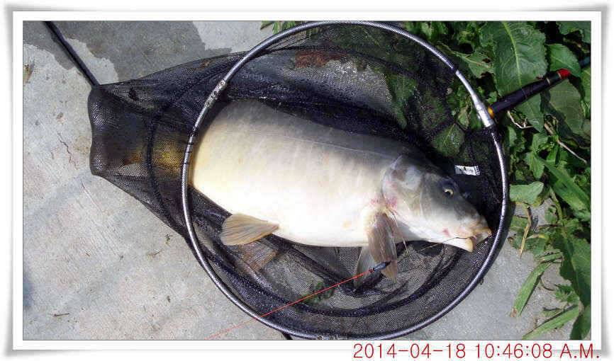 충남 아산 월선낚시터 4월 18일자 조황정보 (유료터정보 - 유료터점주조황)
