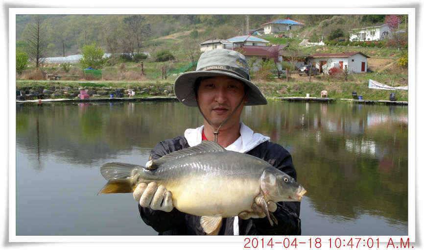 충남 아산 월선낚시터 4월 18일자 조황정보 (유료터정보 - 유료터점주조황)
