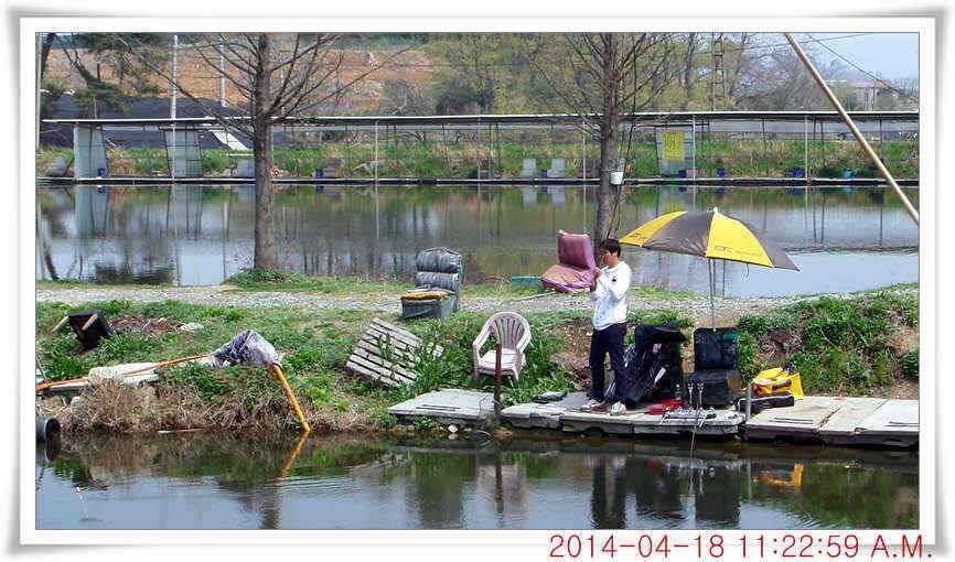 충남 아산 월선낚시터 4월 18일자 조황정보 (유료터정보 - 유료터점주조황)