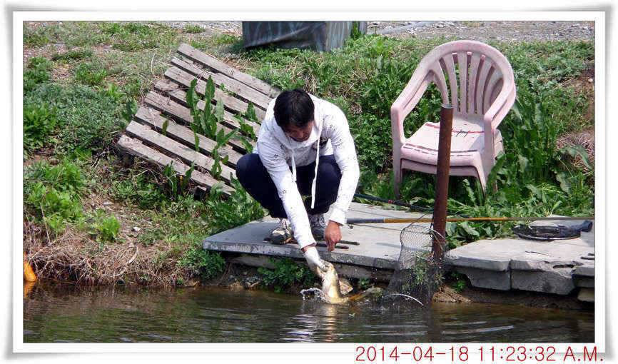 충남 아산 월선낚시터 4월 18일자 조황정보 (유료터정보 - 유료터점주조황)