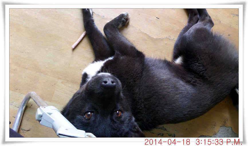 충남 아산 월선낚시터 4월 18일자 조황정보 (유료터정보 - 유료터점주조황)
