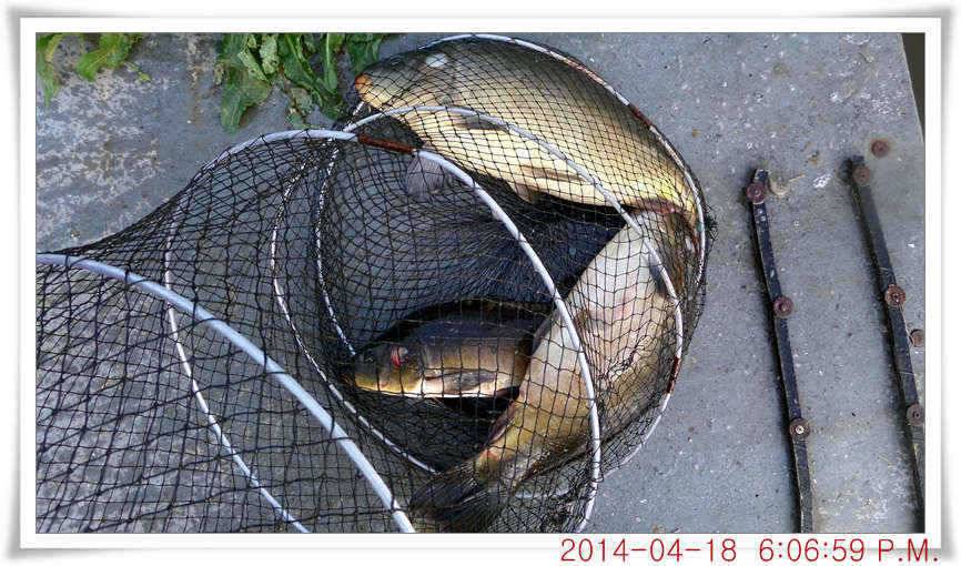 충남 아산 월선낚시터 4월 18일자 조황정보 (유료터정보 - 유료터점주조황)