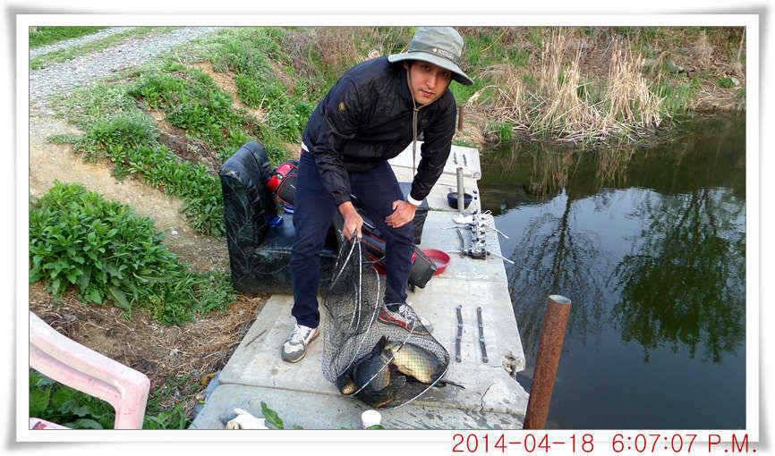 충남 아산 월선낚시터 4월 18일자 조황정보 (유료터정보 - 유료터점주조황)