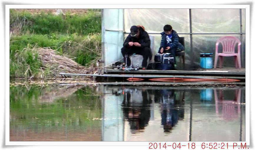 충남 아산 월선낚시터 4월 18일자 조황정보 (유료터정보 - 유료터점주조황)