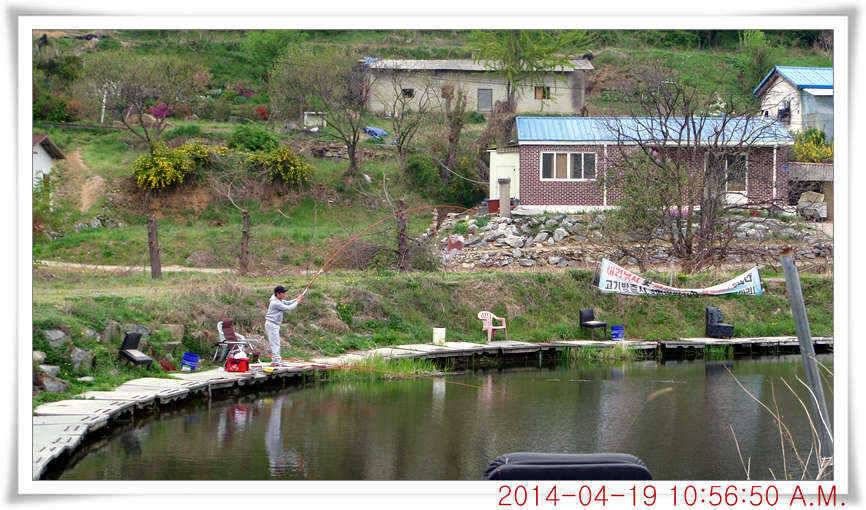 충남 아산 월선낚시터 4월 19일자 조황정보 (유료터정보 - 유료터점주조황)