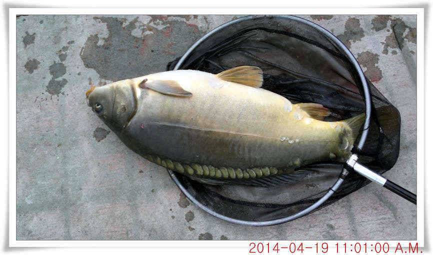 충남 아산 월선낚시터 4월 19일자 조황정보 (유료터정보 - 유료터점주조황)