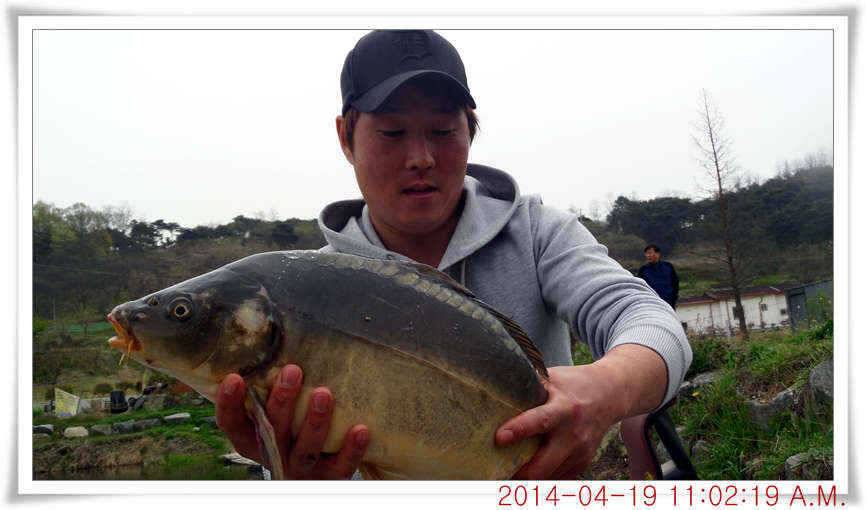 충남 아산 월선낚시터 4월 19일자 조황정보 (유료터정보 - 유료터점주조황)
