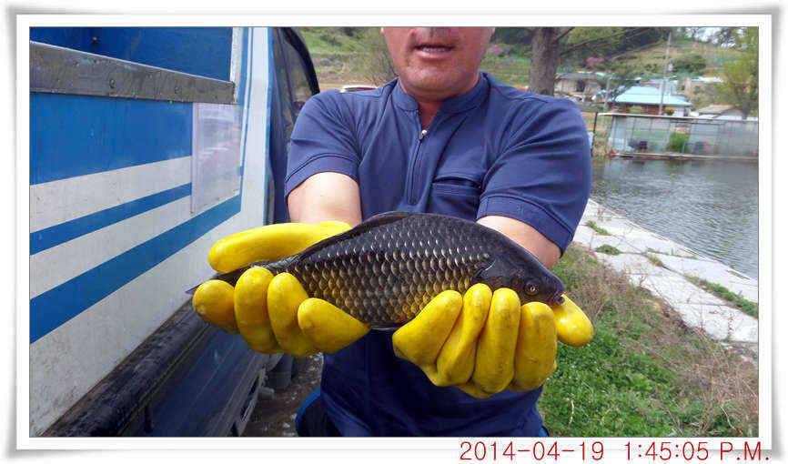 충남 아산 월선낚시터 4월 19일자 조황정보 (유료터정보 - 유료터점주조황)
