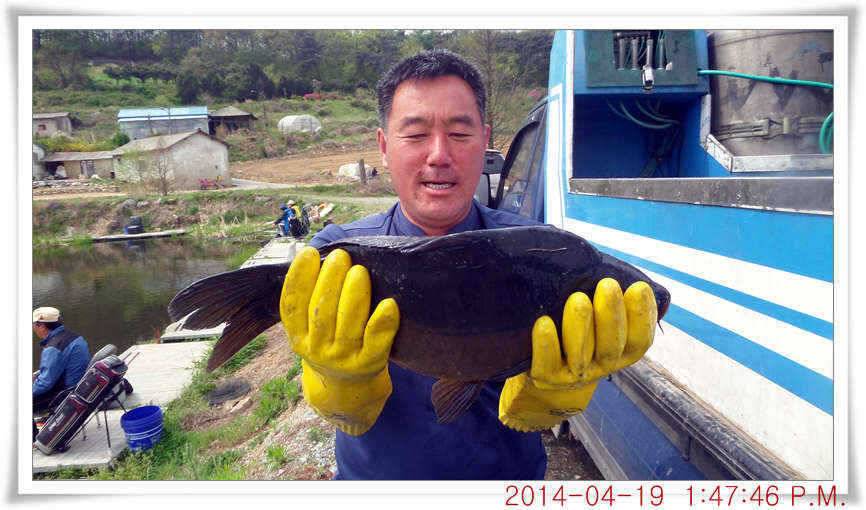 충남 아산 월선낚시터 4월 19일자 조황정보 (유료터정보 - 유료터점주조황)