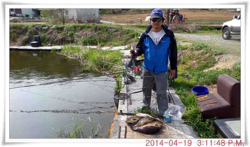 충남 아산 월선낚시터 4월 19일자 조황정보 (유료터정보 - 유료터점주조황)