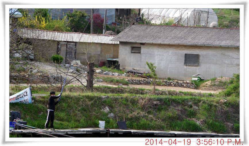 충남 아산 월선낚시터 4월 19일자 조황정보 (유료터정보 - 유료터점주조황)