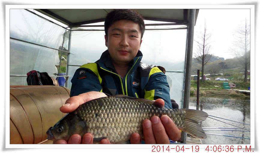 충남 아산 월선낚시터 4월 19일자 조황정보 (유료터정보 - 유료터점주조황)