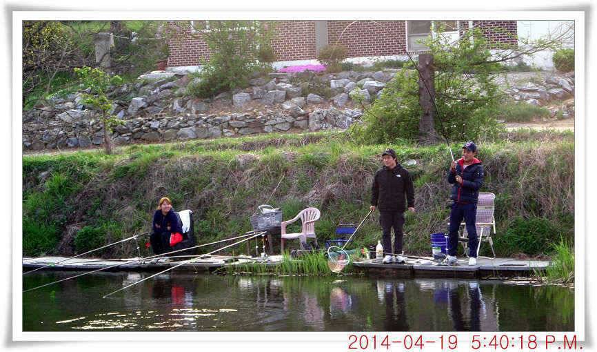 충남 아산 월선낚시터 4월 19일자 조황정보 (유료터정보 - 유료터점주조황)