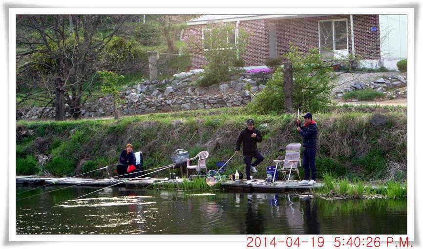 충남 아산 월선낚시터 4월 19일자 조황정보 (유료터정보 - 유료터점주조황)