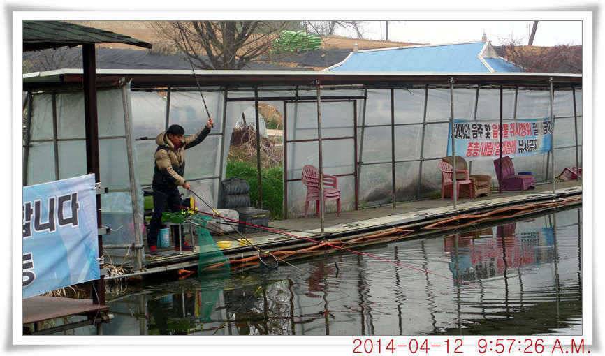 충남 아산 월선낚시터 4월 12일자 조황정보 (유료터정보 - 유료터점주조황)