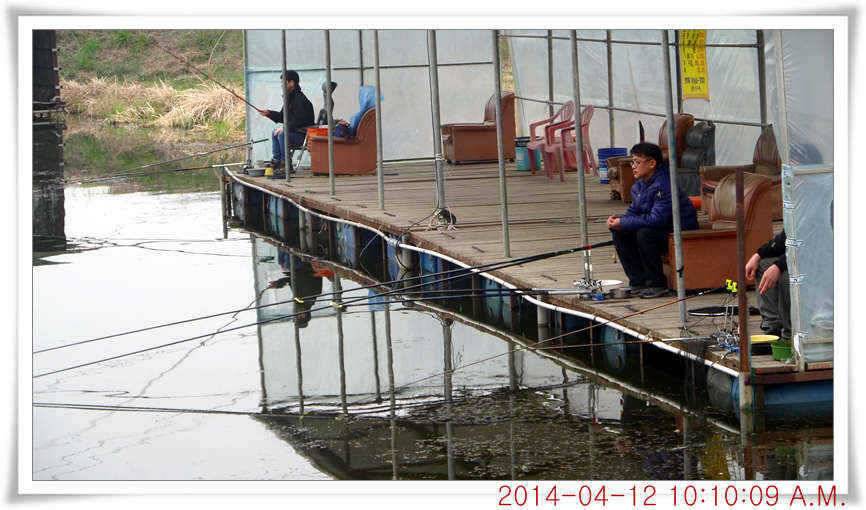 충남 아산 월선낚시터 4월 12일자 조황정보 (유료터정보 - 유료터점주조황)