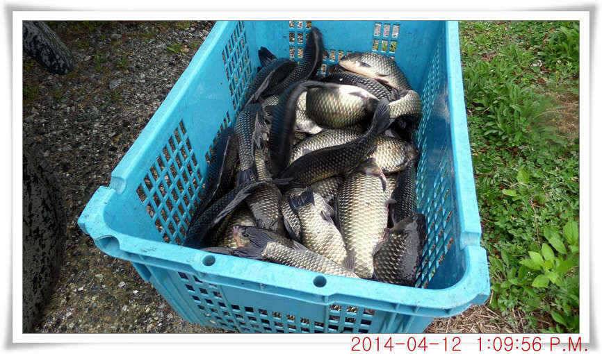 충남 아산 월선낚시터 4월 12일자 조황정보 (유료터정보 - 유료터점주조황)