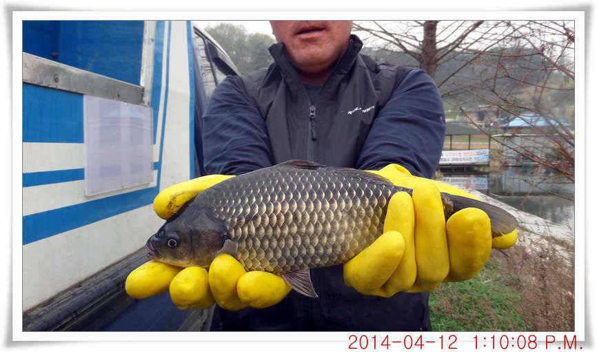 충남 아산 월선낚시터 4월 12일자 조황정보 (유료터정보 - 유료터점주조황)