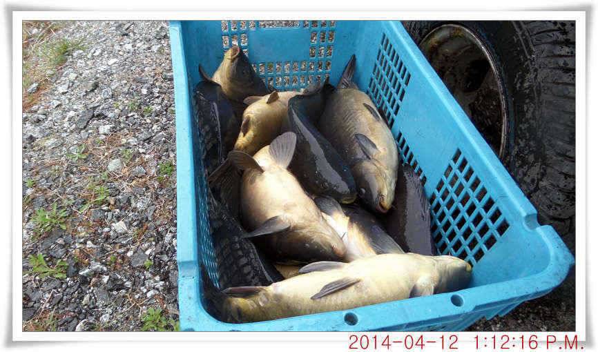 충남 아산 월선낚시터 4월 12일자 조황정보 (유료터정보 - 유료터점주조황)