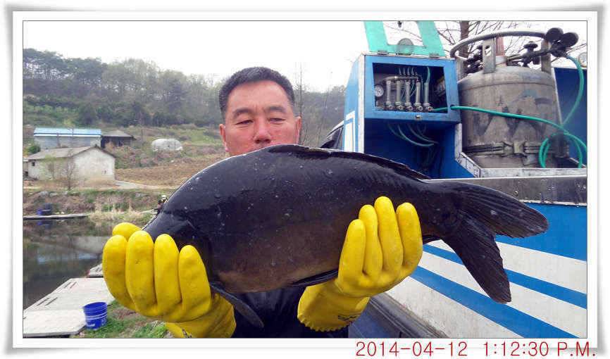 충남 아산 월선낚시터 4월 12일자 조황정보 (유료터정보 - 유료터점주조황)