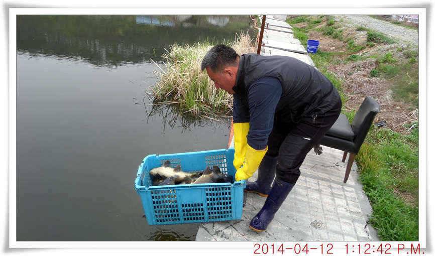 충남 아산 월선낚시터 4월 12일자 조황정보 (유료터정보 - 유료터점주조황)