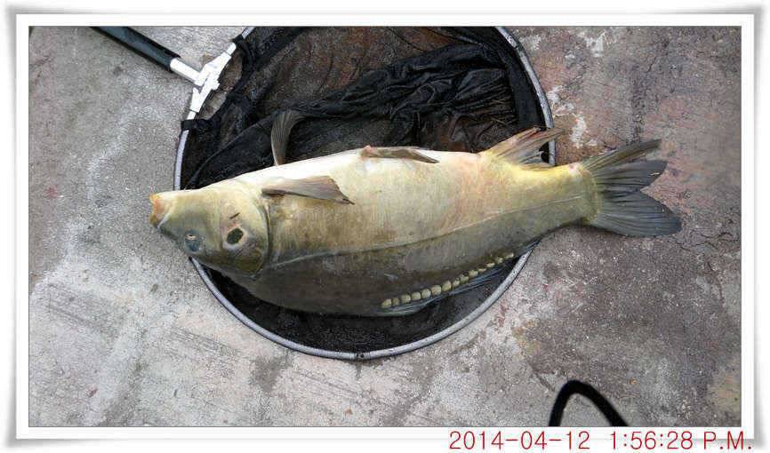 충남 아산 월선낚시터 4월 12일자 조황정보 (유료터정보 - 유료터점주조황)