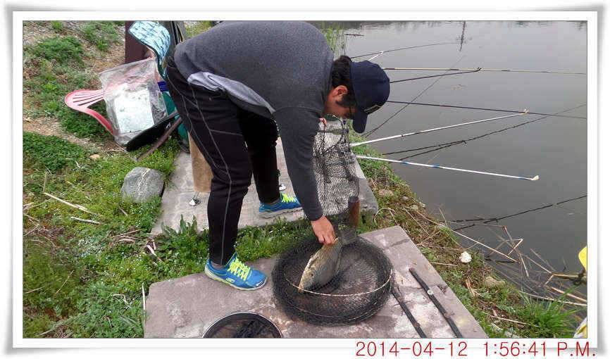 충남 아산 월선낚시터 4월 12일자 조황정보 (유료터정보 - 유료터점주조황)