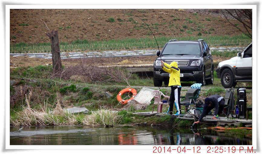 충남 아산 월선낚시터 4월 12일자 조황정보 (유료터정보 - 유료터점주조황)