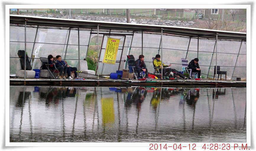 충남 아산 월선낚시터 4월 12일자 조황정보 (유료터정보 - 유료터점주조황)
