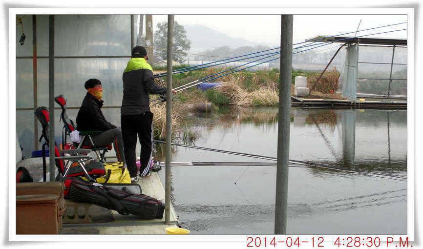 충남 아산 월선낚시터 4월 12일자 조황정보 (유료터정보 - 유료터점주조황)