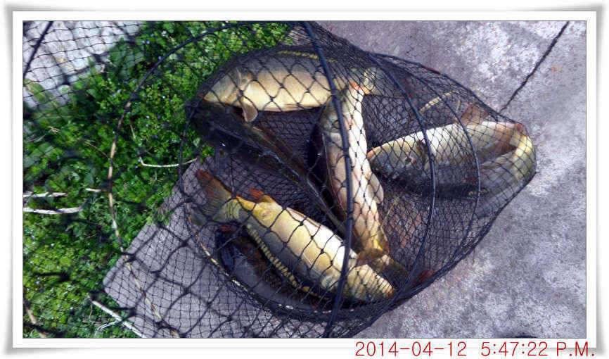 충남 아산 월선낚시터 4월 12일자 조황정보 (유료터정보 - 유료터점주조황)